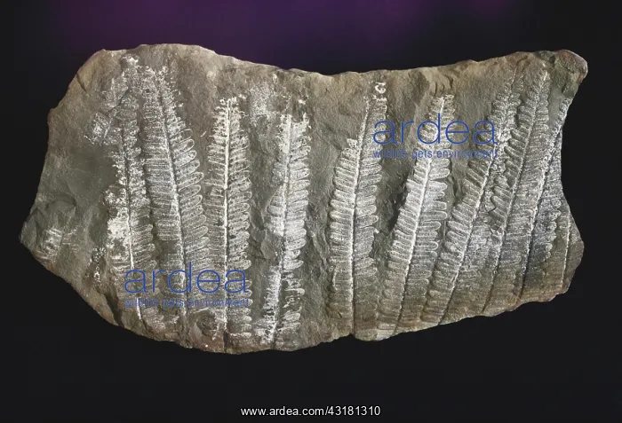  : Fern Fossils