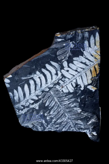 : Fern Fossils - these plants grew in the Late Carboniferous : Fern Fossils - these plants grew in the Late Carboniferous