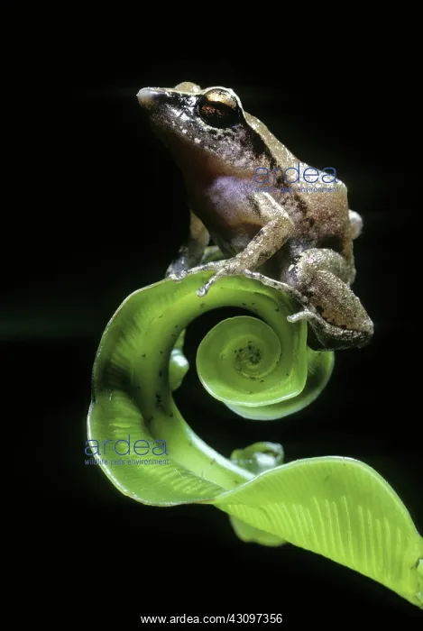 : Fern Frog. Fern frog (Batrachylodes vertebralis) found in Solomon Islands : Fern Frog. Fern frog (Batrachylodes vertebralis) found in Solomon Islands