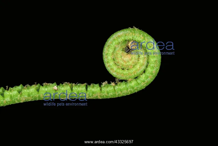 : Fern frond with spider : Fern frond with spider