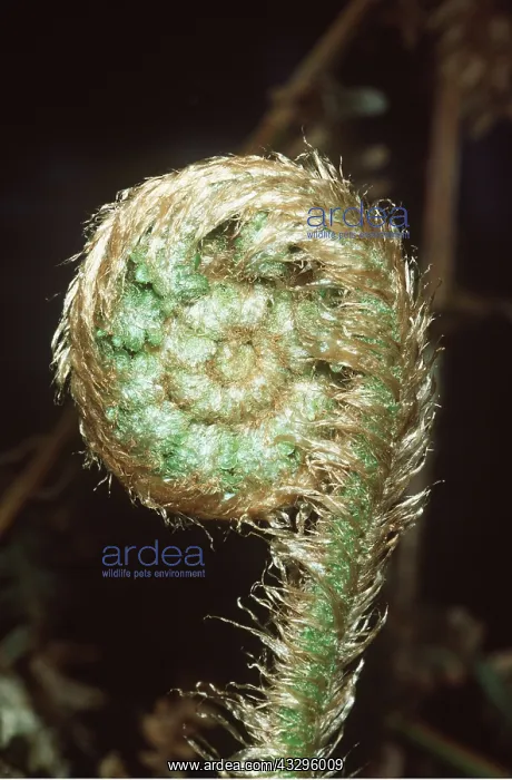 : FERN FROND UNCURLING : FERN FROND UNCURLING
