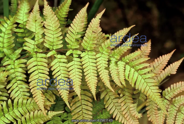 : Fern - Fronds : Fern - Fronds