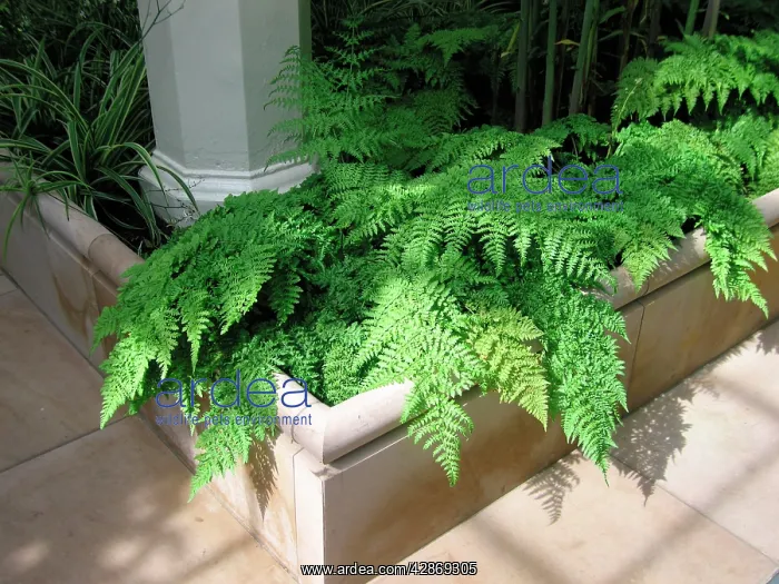  : Fern in garden