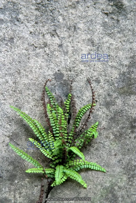: Fern growing from crack in limestone : Fern growing from crack in limestone