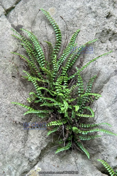 : Fern growing from crack in limestone : Fern growing from crack in limestone