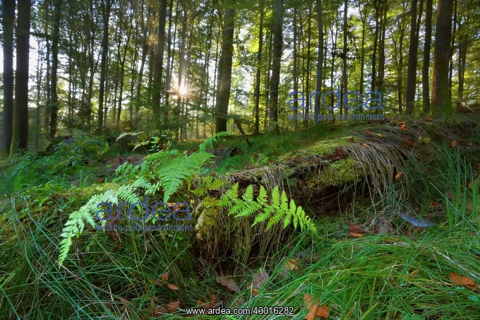 : Fern growing on a fallen tree trunk in Beech : Fern growing on a fallen tree trunk in Beech