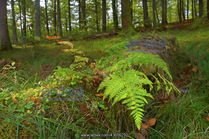 : Fern growing on a fallen tree trunk in Beech : Fern growing on a fallen tree trunk in Beech