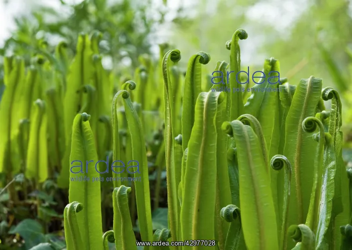 : Fern, Hart's tongue fern, Asplenium scolopendrium : Fern, Hart's tongue fern, Asplenium scolopendrium
