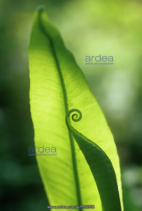 : Fern, Hart's tongue fern, Asplenium scolopendrium : Fern, Hart's tongue fern, Asplenium scolopendrium