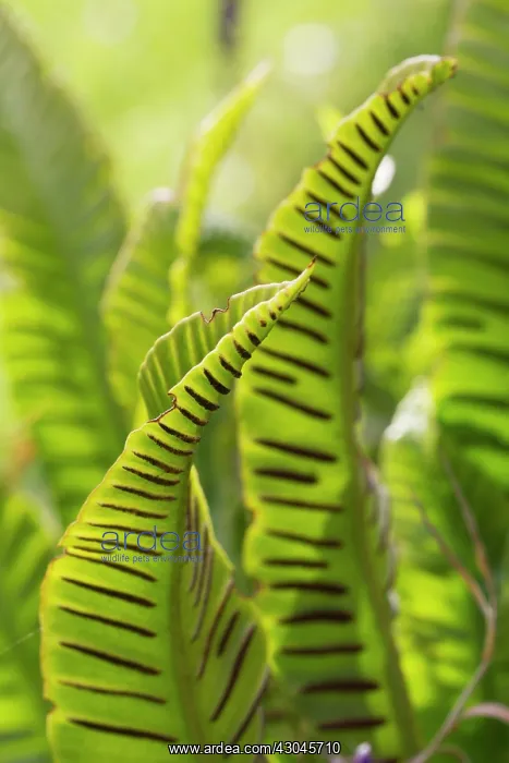 : Fern, Hart's tongue fern, Asplenium scolopendrium : Fern, Hart's tongue fern, Asplenium scolopendrium