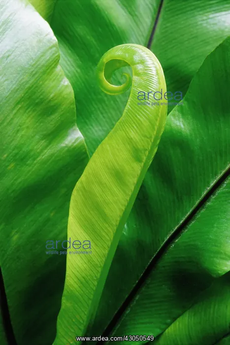 : Fern, Hart's tongue fern, Asplenium scolopendrium : Fern, Hart's tongue fern, Asplenium scolopendrium