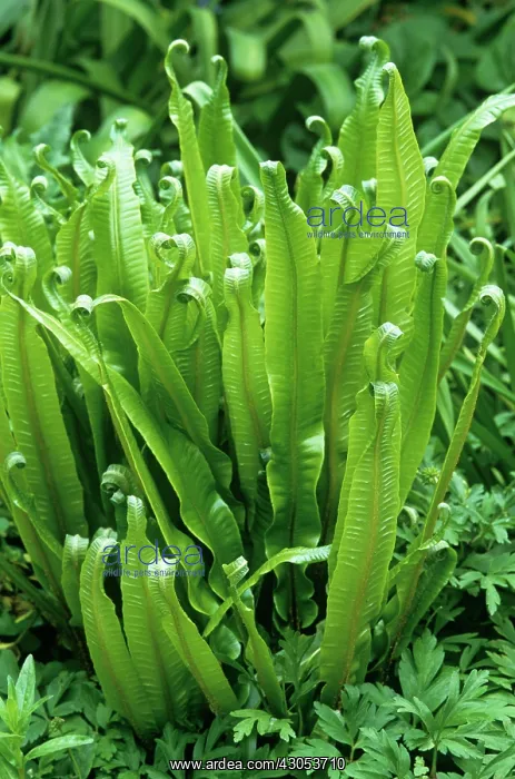 : Fern, Hart's tongue fern, Asplenium scolopendrium : Fern, Hart's tongue fern, Asplenium scolopendrium