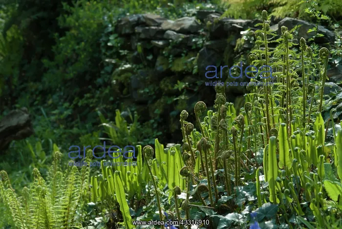 : Fern, Hart's tongue fern, Asplenium scolopendrium : Fern, Hart's tongue fern, Asplenium scolopendrium
