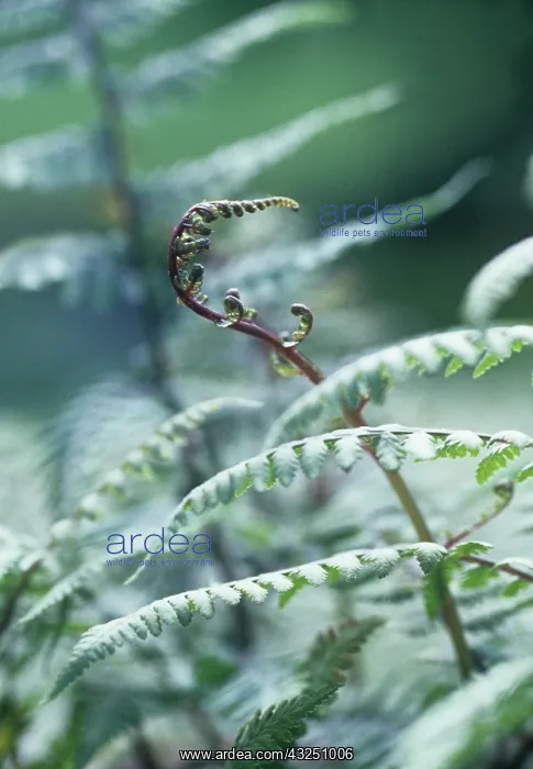  : Fern, Japanese painted fern, Athyrium niponicum Pictum
