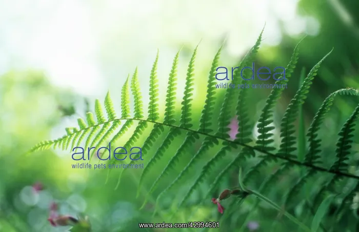 : Fern, Lady fern, Athyrium : Fern, Lady fern, Athyrium