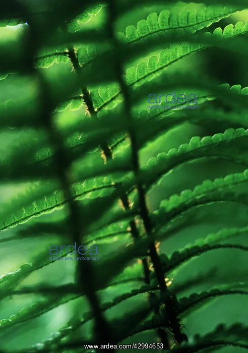 : Fern, Lady fern, Athyrium : Fern, Lady fern, Athyrium