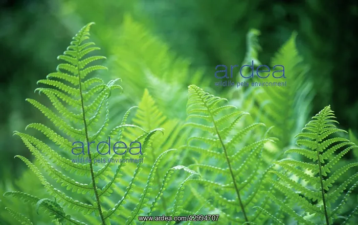 : Fern, Lady fern, Athyrium : Fern, Lady fern, Athyrium