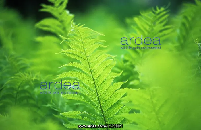 : Fern, Lady fern, Athyrium : Fern, Lady fern, Athyrium