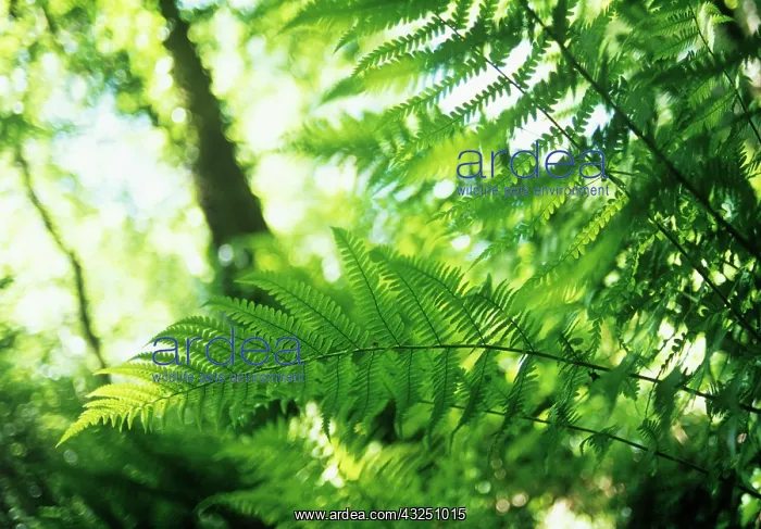 : Fern, Lady fern, Athyrium : Fern, Lady fern, Athyrium