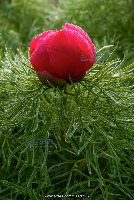 : Fern Leaf Peony : Fern Leaf Peony