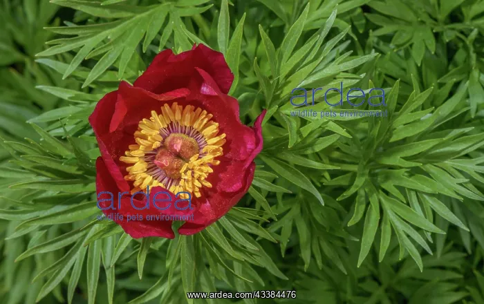 : Fern leaf peony, Paeonia tenuifolia in flower, f : Fern leaf peony, Paeonia tenuifolia in flower, f