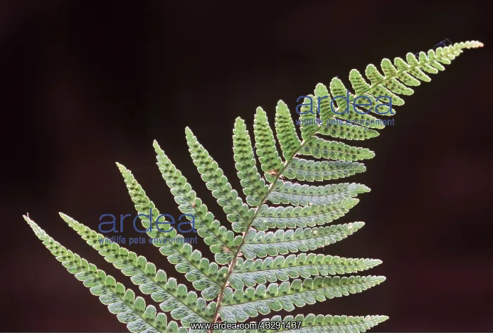 : FERN LEAVES - showing sporangia : FERN LEAVES - showing sporangia