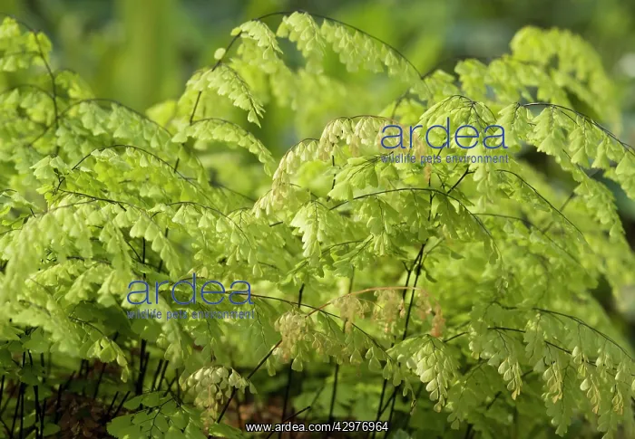 : Fern, Maidenhair fern, Adiantum raddianum : Fern, Maidenhair fern, Adiantum raddianum