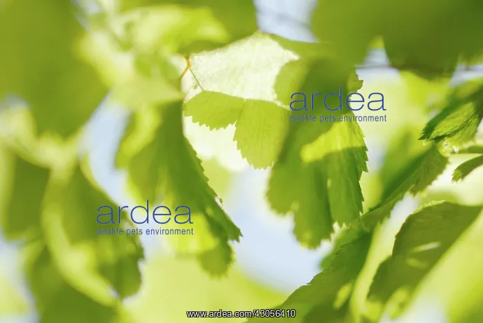 : Fern, Maidenhair fern, Adiantum raddianum : Fern, Maidenhair fern, Adiantum raddianum