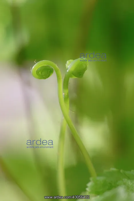 : Fern, Maidenhair fern, Adiantum raddianum : Fern, Maidenhair fern, Adiantum raddianum