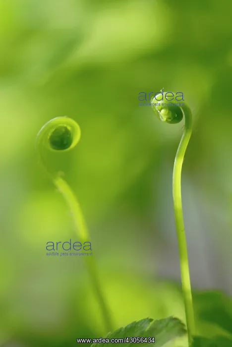  : Fern, Maidenhair fern, Adiantum raddianum