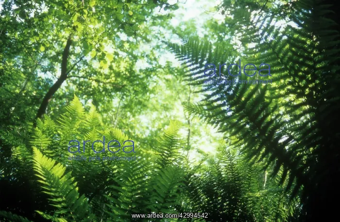 : Fern, Male fern, Dryopteris : Fern, Male fern, Dryopteris