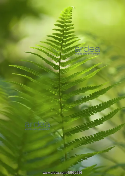  : Fern, Male fern, Dryopteris filix-mas