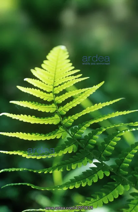 : Fern, Male fern, Dryopteris filix-mas : Fern, Male fern, Dryopteris filix-mas