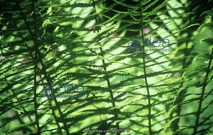 : Fern, Male fern, Dryopteris filix-mas : Fern, Male fern, Dryopteris filix-mas