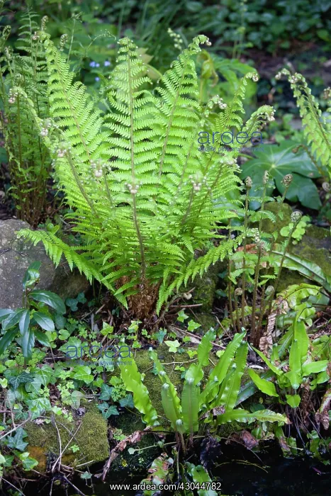 : Fern, Male fern, Dryopteris filix-mas : Fern, Male fern, Dryopteris filix-mas