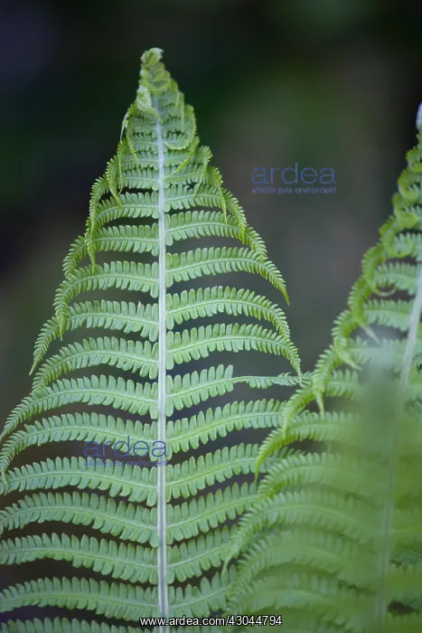 : Fern, Male fern, Dryopteris filix-mas : Fern, Male fern, Dryopteris filix-mas
