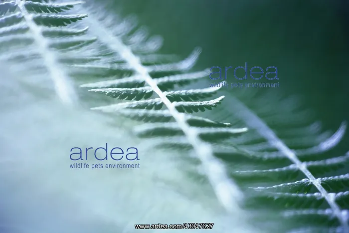 : Fern, Male fern, Dryopteris filix-mas : Fern, Male fern, Dryopteris filix-mas