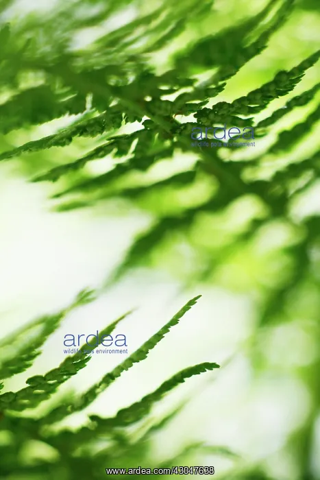 : Fern, Male fern, Dryopteris filix-mas : Fern, Male fern, Dryopteris filix-mas