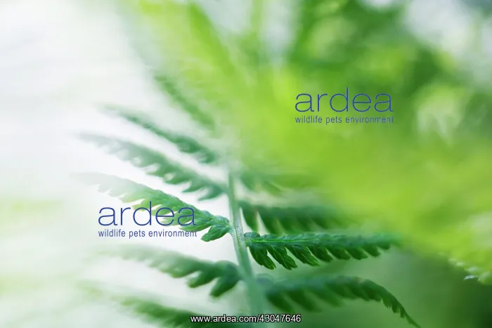 : Fern, Male fern, Dryopteris filix-mas : Fern, Male fern, Dryopteris filix-mas