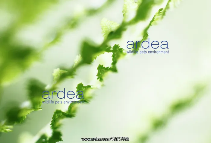 : Fern, Male fern, Dryopteris filix-mas : Fern, Male fern, Dryopteris filix-mas