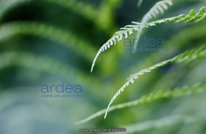 : Fern, Male fern, Dryopteris filix-mas : Fern, Male fern, Dryopteris filix-mas