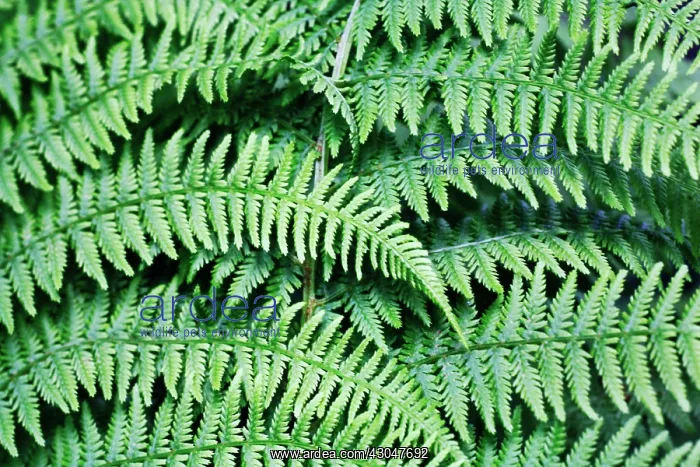 : Fern, Male fern, Dryopteris filix-mas : Fern, Male fern, Dryopteris filix-mas