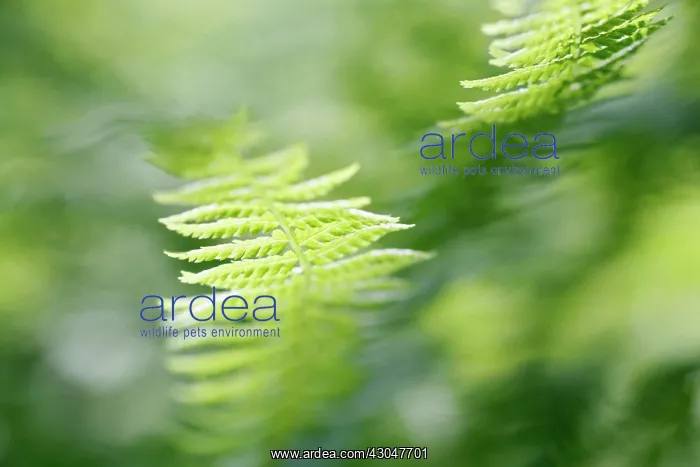 : Fern, Male fern, Dryopteris filix-mas : Fern, Male fern, Dryopteris filix-mas