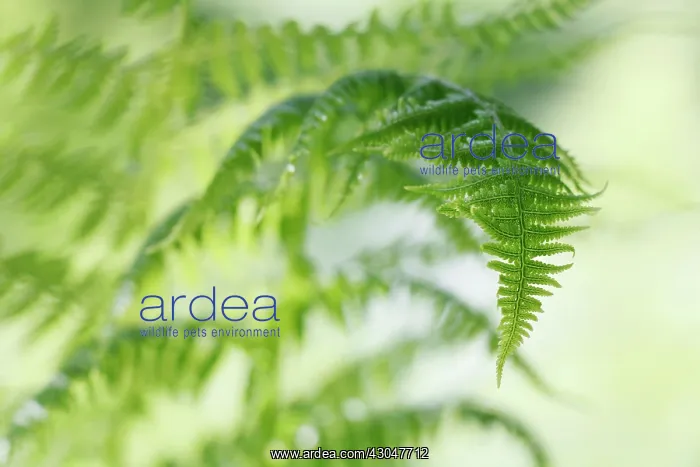 : Fern, Male fern, Dryopteris filix-mas : Fern, Male fern, Dryopteris filix-mas