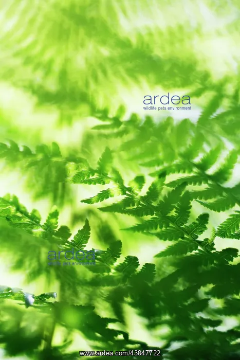 : Fern, Male fern, Dryopteris filix-mas : Fern, Male fern, Dryopteris filix-mas