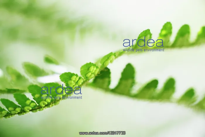 : Fern, Male fern, Dryopteris filix-mas : Fern, Male fern, Dryopteris filix-mas