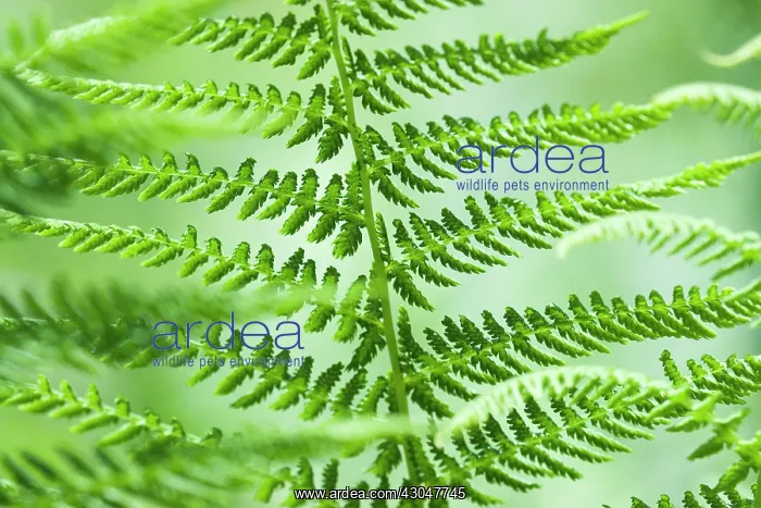 : Fern, Male fern, Dryopteris filix-mas : Fern, Male fern, Dryopteris filix-mas