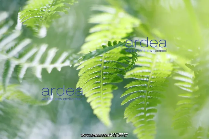 : Fern, Male fern, Dryopteris filix-mas : Fern, Male fern, Dryopteris filix-mas
