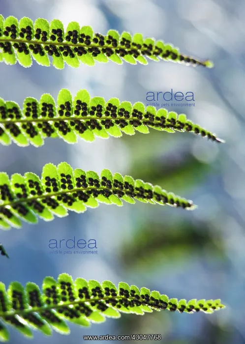 : Fern, Male fern, Dryopteris filix-mas : Fern, Male fern, Dryopteris filix-mas