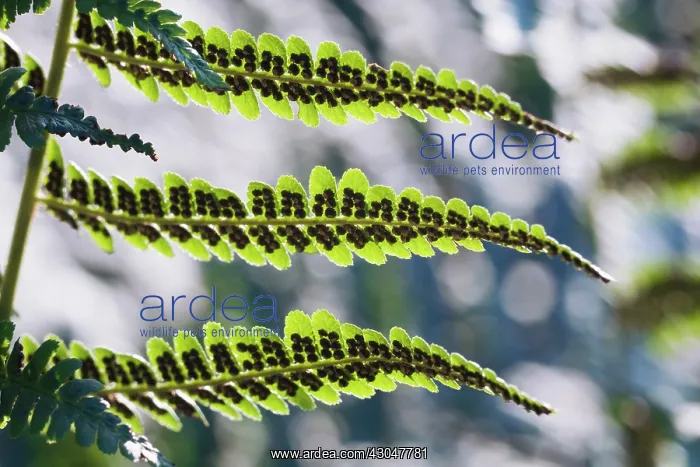: Fern, Male fern, Dryopteris filix-mas : Fern, Male fern, Dryopteris filix-mas